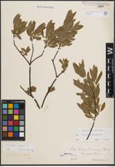 Foto von Salix cinerea L. x Salix purpurea L.